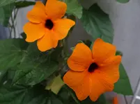 Blümchen8.webp