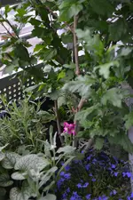 DSC_0269.webp