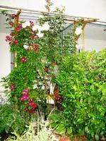 IMG_0054.webp