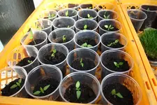 Späte Paprika 23.06.13.webp