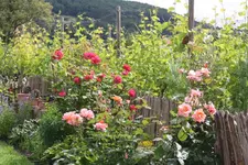 23.06 (23).webp