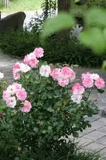 23.06 (38).webp
