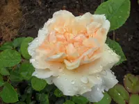 SAM_1153.webp