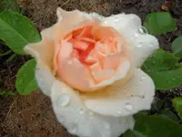 SAM_1154.webp