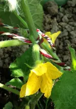 Schwammgurke2.webp