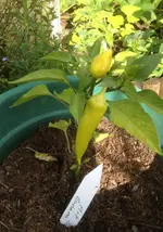 hot banana.webp