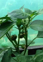 Gemüsepaprika.webp