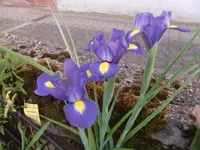 CIMG6788.webp