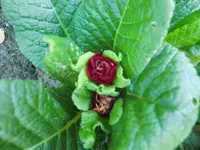 CIMG6710.webp