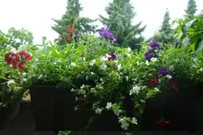 P1020424.webp