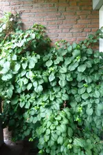 P1020431.webp