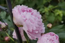_DSC1970.webp
