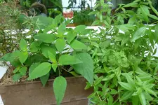 P1020427.webp