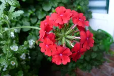 P1020440.webp