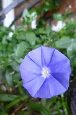 P1020444.webp