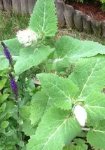 Muskattellersalbei.webp