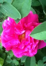 apothekerrose.webp