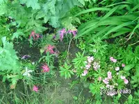 k-Nelken.webp