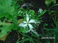 k-Dancing Geisha.webp