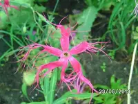 k-Dancing Geisha (2).webp