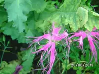 k-Dancing Geisha (3).webp