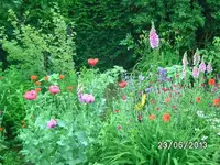 k-Blüten.webp