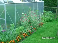 k-Blüten (2).webp