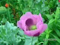 k-Mohn.webp