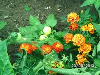 k-Alma Paprika.webp