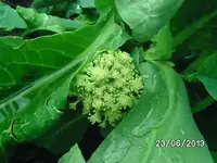 k-Blumenkohl.webp