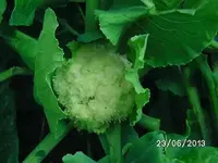k-Blumenkohl (2).webp