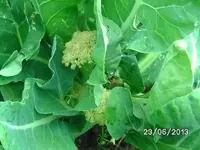 k-Blumenkohl (3).webp