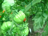 k-Tomaten.webp
