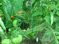 k-Tomaten (2).webp