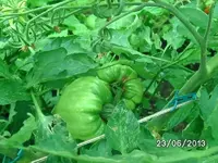 k-Tomaten (3).webp
