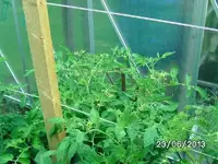 k-Tomaten (4).webp