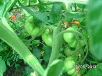 k-Tomaten (5).webp