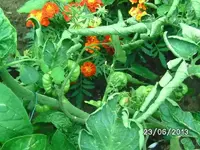 k-Tomaten (6).webp
