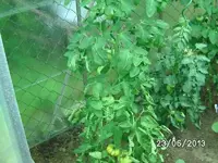 k-Tomaten (7).webp
