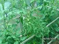 k-Tomaten (8).webp