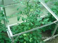 k-Tomaten (9).webp