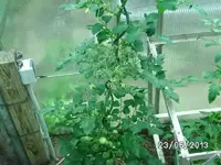 k-Tomaten (10).webp