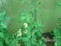 k-Tomaten (11).webp