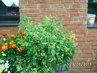 Gartenperle.webp
