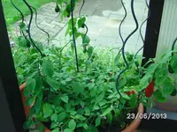 Rocotto (2).webp