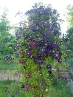 CIMG6695.webp