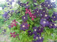 CIMG6696.webp