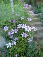 CIMG6697.webp