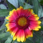 SAM_0053.webp