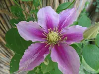 SAM_0015.webp